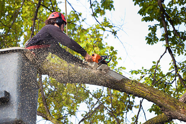 Best Large Tree Removal  in Franklin Furnace, OH